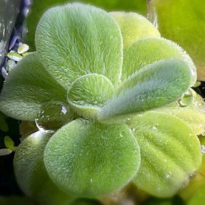 Aquarium Plant Aquatic Plant Water Lettuce